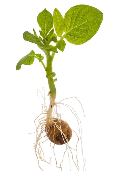 Potato sprout with tuber and leaves, isolated on white backgroun — Stock Photo, Image