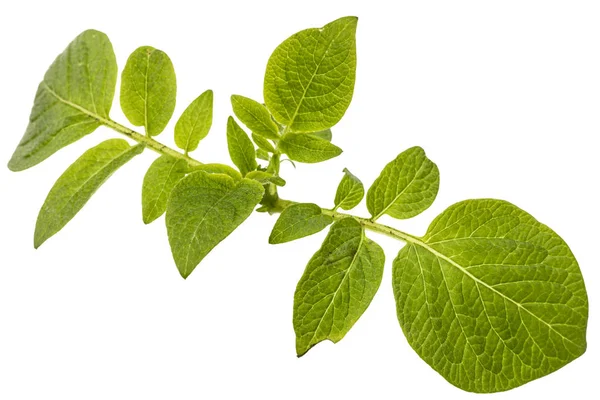 감자, 흰 배경에 고립의 leafs — 스톡 사진