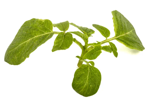 Bladeren van aardappel, geïsoleerd op witte achtergrond — Stockfoto