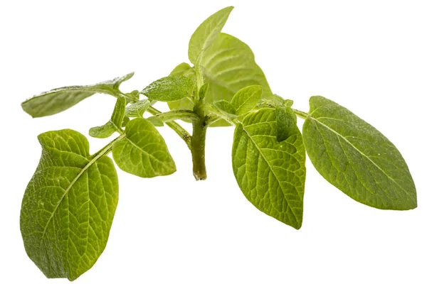 Leafs of potato, isolated on white background — Stock Photo, Image