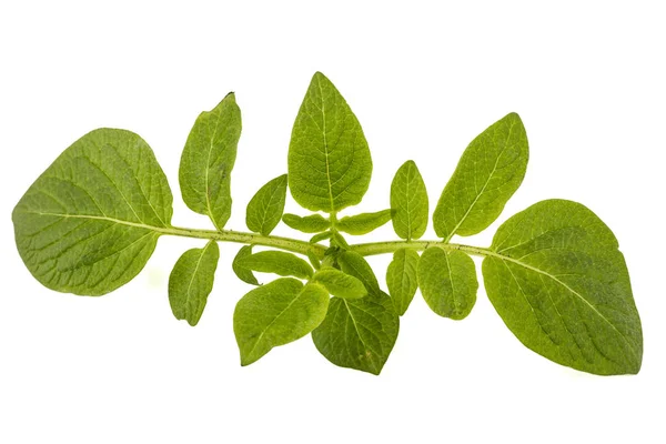 Bladeren van aardappel, geïsoleerd op witte achtergrond — Stockfoto