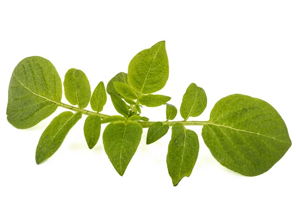 Bladeren van aardappel, geïsoleerd op witte achtergrond — Stockfoto