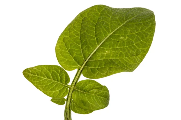 감자, 흰 배경에 고립의 leafs — 스톡 사진