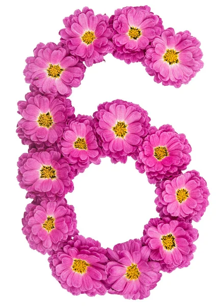 Chiffre arabe 6, six, à partir de fleurs de chrysanthème, isolé o — Photo