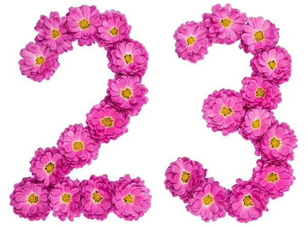 Cyfry arabskie 23, dwadzieścia trzy, z kwiatów chryzantemy, — Zdjęcie stockowe