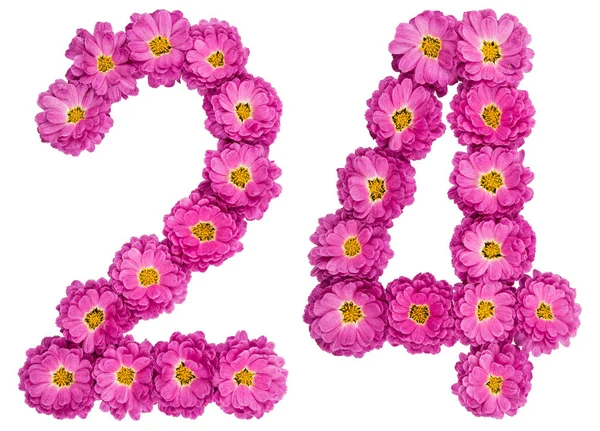 Арабская цифра 24, 24, из цветов хризантемы, я — стоковое фото