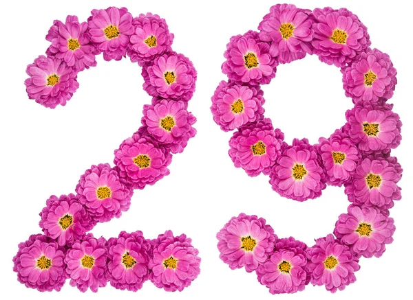 Арабські цифри 29, двадцять дев'ять з квітами хризантеми, я — стокове фото