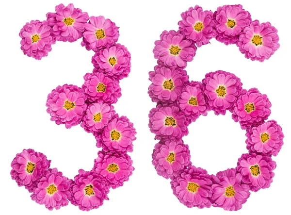 アラビア数字 36、36、菊の花からは、します。 — ストック写真