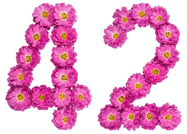 Cyfry arabskie 42, czterdzieści dwa, z kwiatów chryzantemy, iso — Zdjęcie stockowe