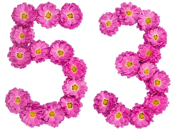 Arapça sayı 53, elli üç, Kasımpatı, çiçekleri ben — Stok fotoğraf