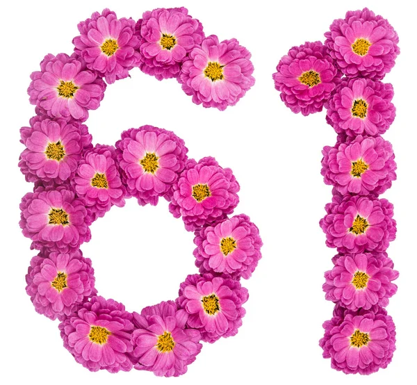 Numero arabo 61, sessantuno, da fiori di crisantemo, iso — Foto Stock