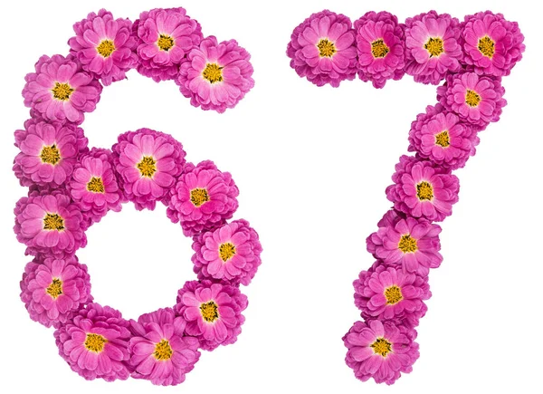 Arapça sayı 67, Kasımpatı, çiçeklerin üzerinden altmış yedi ben — Stok fotoğraf
