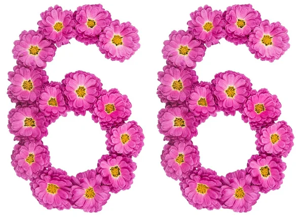 アラビア数字 66 シックスティシックス、iso 菊の花から — ストック写真