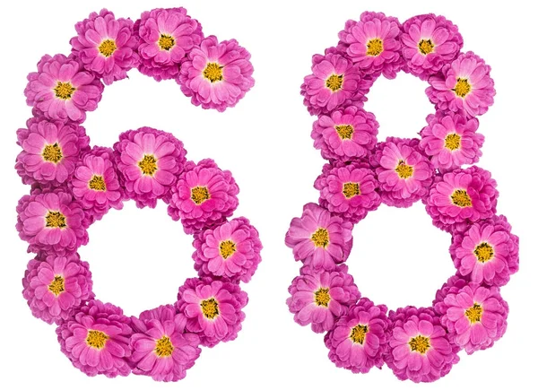 Arabic numeral 68, sixty eight, from flowers of chrysanthemum, i — Stock Photo, Image