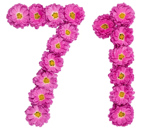Arapça rakamı 71, yetmiş bir, Kasımpatı, çiçekleri ben — Stok fotoğraf