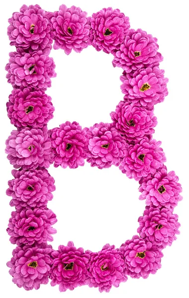 Letter B, alphabet from flowers of chrysanthemum, isolated on wh — Stock Photo, Image