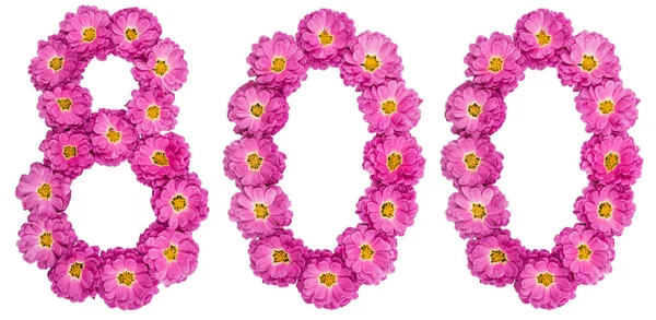Arabiska siffror 800, åtta hundra, från blommor av krysantemum — Stockfoto
