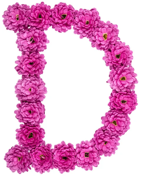 Letter D, alphabet from flowers of chrysanthemum, isolated on wh — Stock Photo, Image