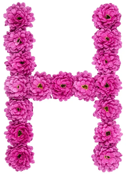Letter H, alphabet from flowers of chrysanthemum, isolated on wh — Stock Photo, Image