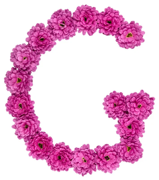 Letter G, alphabet from flowers of chrysanthemum, isolated on wh — Stock Photo, Image