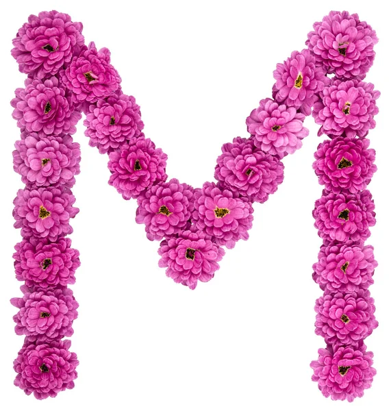 Letter M, alphabet from flowers of chrysanthemum, isolated on wh — Stock Photo, Image