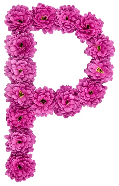 Letter P, alphabet from flowers of chrysanthemum, isolated on wh — Stock Photo, Image