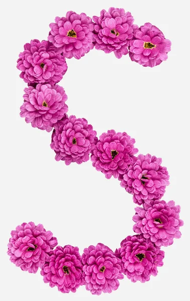 S písmenem, abeceda z květů chryzantém, izolované na wh — Stock fotografie