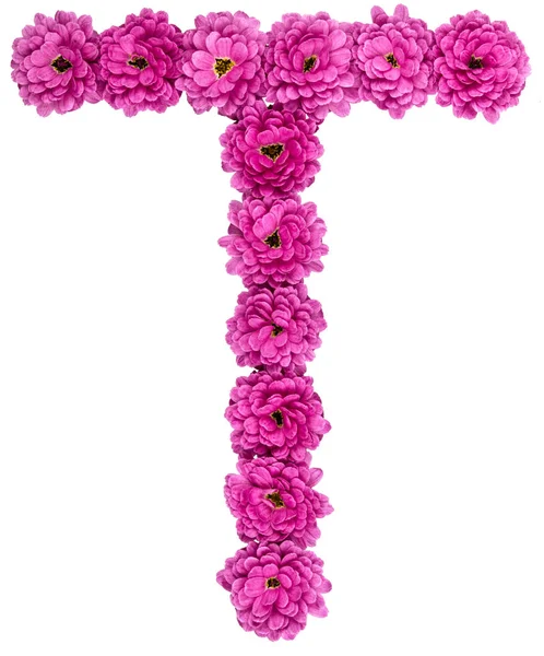 Písmeno T, abeceda z květů chryzantém, izolované na wh — Stock fotografie