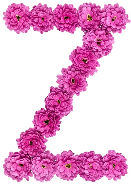 Letter Z, alphabet from flowers of chrysanthemum, isolated on wh — Stock Photo, Image