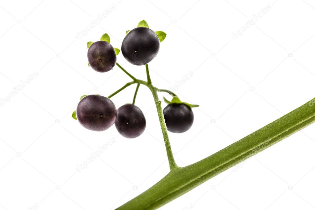Berry of black nightshade, lat. Solanum nígrum, poisonous plant