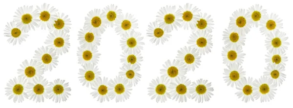 Число 2020 з білих квітів ромашки, ізольовані на білому — стокове фото