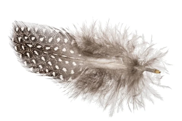Feather of guinea fowl, isolated on white background — Stock Photo, Image