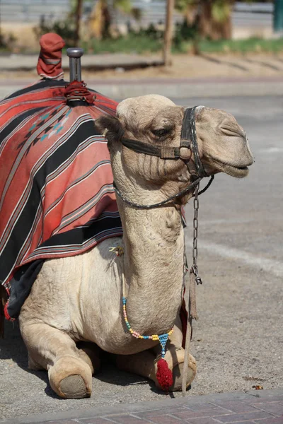 Dromedary deve. İsrail