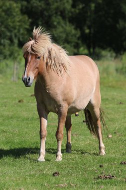 İzlanda aygır çayır