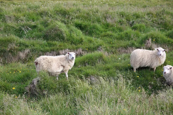 Moutons sur la prairie — Photo