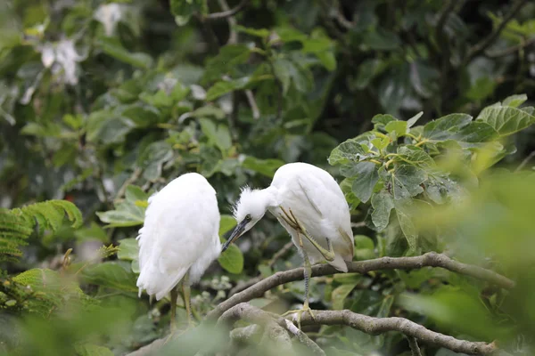 Snowy Egret nella baia di San Francisco — Foto Stock