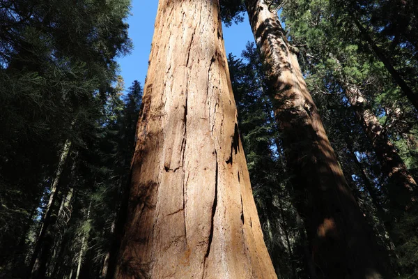 Reusachtige Sequioa bomen — Stockfoto