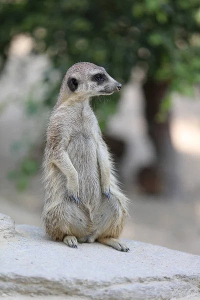 Meerkat або suricate — стокове фото