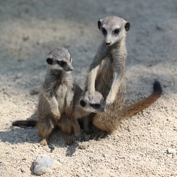 Meerkat veya suricate — Stok fotoğraf