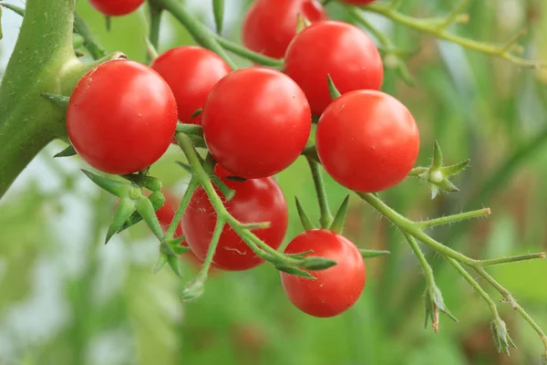 Tomates cerises à maturité — Photo