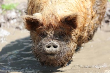 Kunekune domuzu (Sus scrofa domesticus)