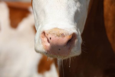 İnek Allgau içinde