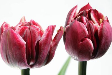 Bahar Tulip portre