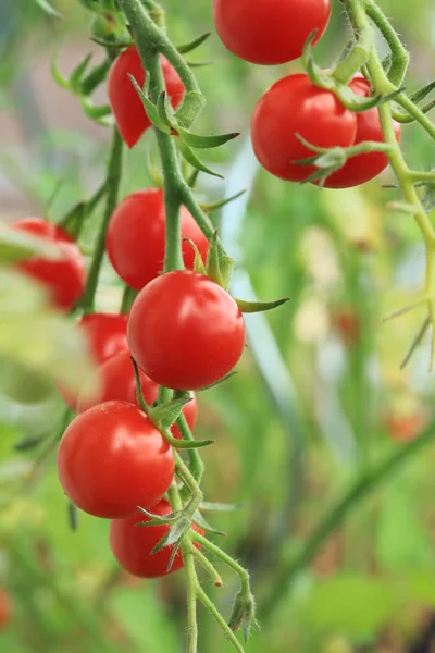 Tomates cereja no maduro — Fotografia de Stock