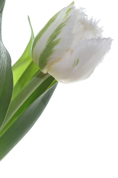 Frühling Tulpe Nahaufnahme — Stockfoto