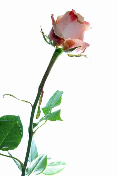 Rose vor weißem Hintergrund — Stockfoto