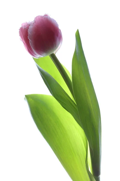 Våren Tulip närbild — Stockfoto
