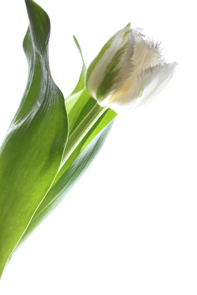 Frühling Tulpe Nahaufnahme — Stockfoto