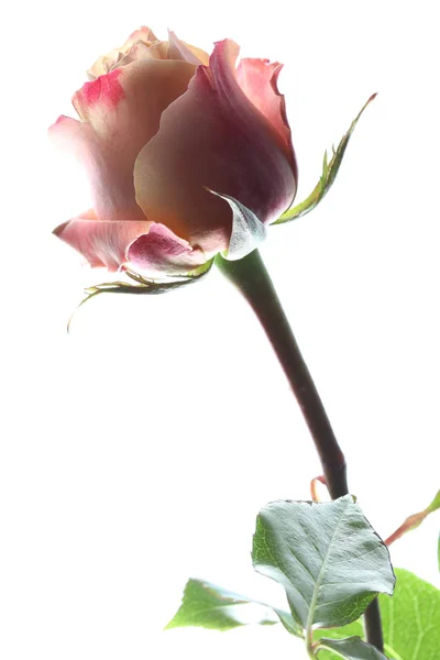 Rose vor weißem Hintergrund — Stockfoto