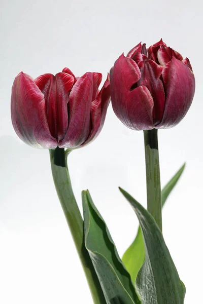 Primavera tulipa closeup — Fotografia de Stock